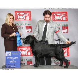 Chuck winning Best of Breed and Group 1